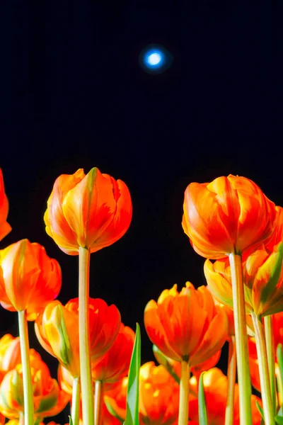 Tulipas Coloridas Céu Noturno — Fotografia de Stock