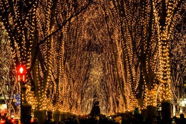 Kırmızı lale ve spot ışıkları