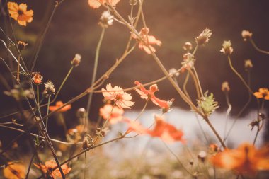 Günbatımının sonbaharında aydınlanan bir evren.