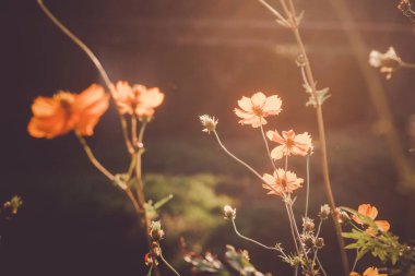 Günbatımının sonbaharında aydınlanan bir evren.