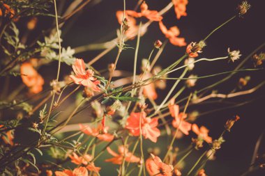 Günbatımının sonbaharında aydınlanan bir evren.