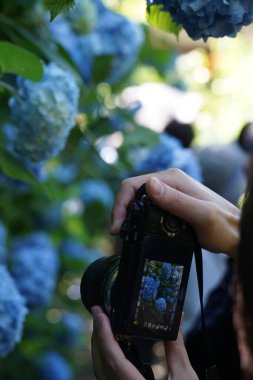 Mavi ortanca ve taze yeşil