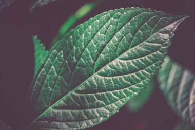 Resmin yeşil yaprakları (parke)