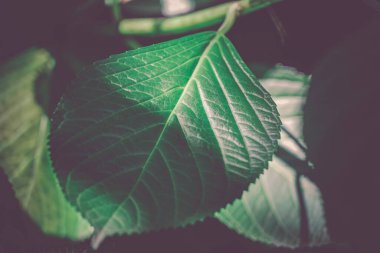 Resmin yeşil yaprakları (parke)