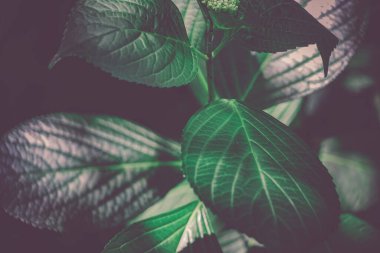 Resmin yeşil yaprakları (parke)