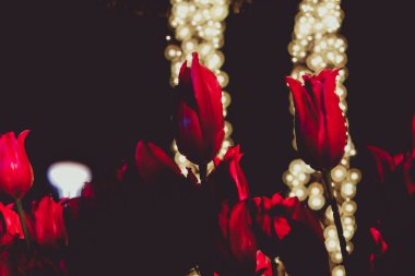 Kırmızı lale ve spot ışıkları