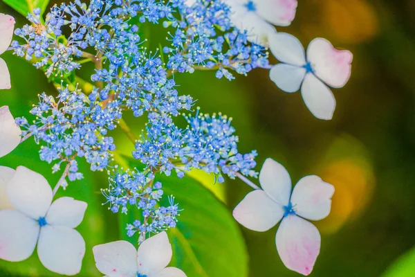 Blue Hydrangea Fresh Green — Stock Photo, Image