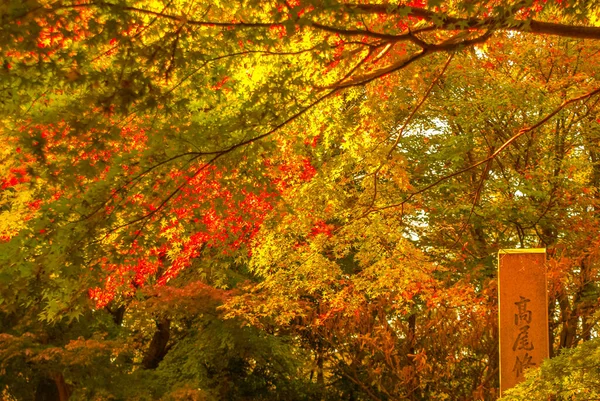 Dağın Sonbahar Yapraklarının Resmi — Stok fotoğraf