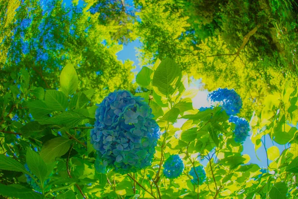 Hortensia Azul Verde Fresco —  Fotos de Stock