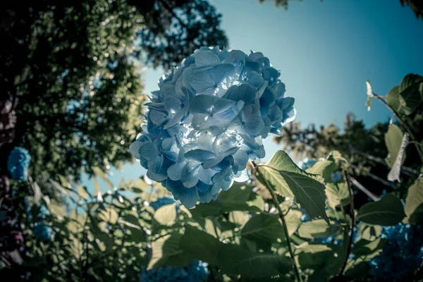 Hortensia Azul Verde Fresco — Foto de Stock
