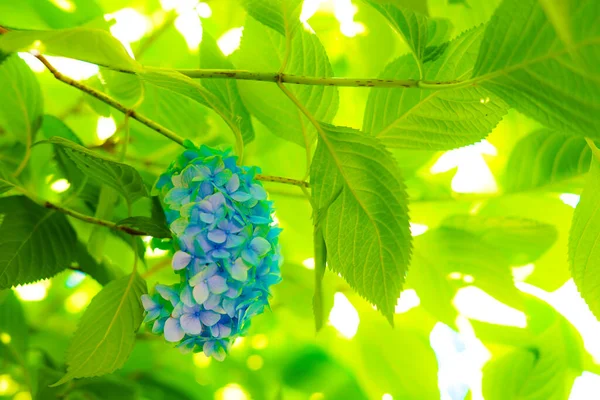 Hortênsia Azul Verde Fresco — Fotografia de Stock