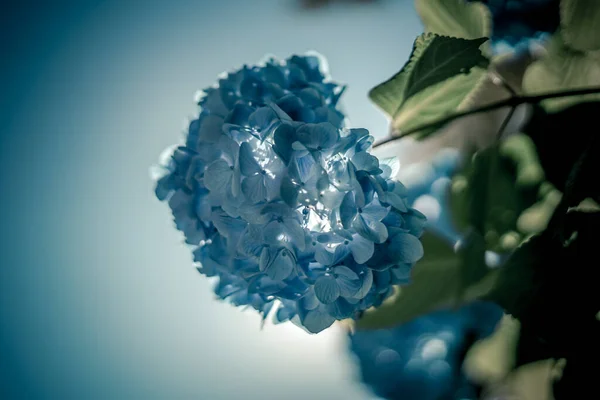 Mavi ortanca ve taze yeşil