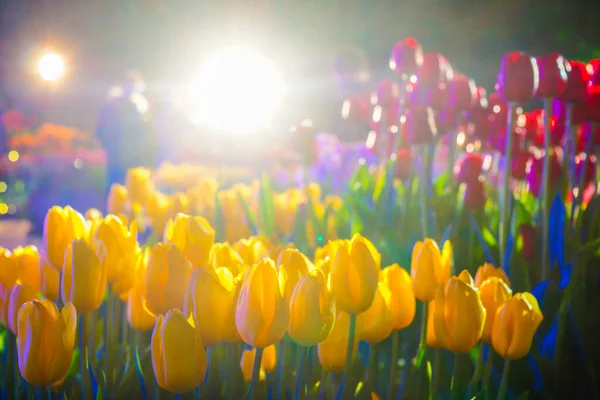 Des Tulipes Colorées Ciel Nocturne — Photo