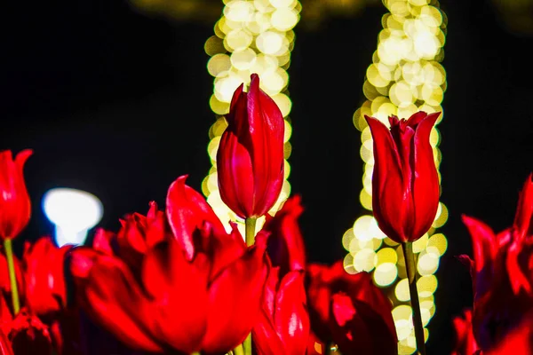 Tulipa Vermelha Luz Dos Holofotes — Fotografia de Stock