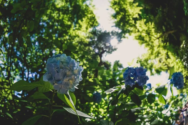 Blauwe Hortensia Fris Groen — Stockfoto