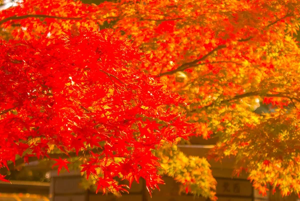 富士山の紅葉像 — ストック写真