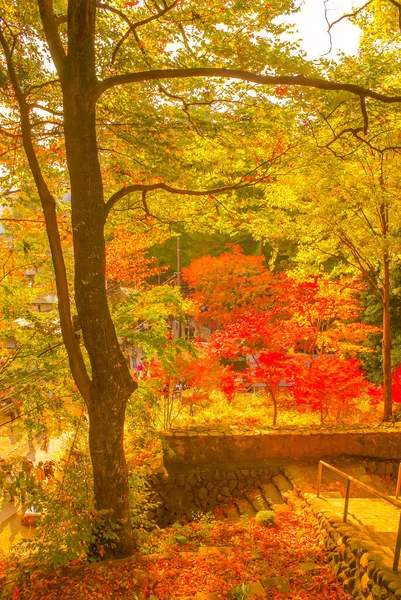 Immagine Delle Foglie Autunnali Del Monte — Foto Stock