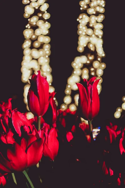 Kırmızı lale ve spot ışıkları