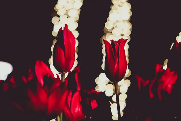 Červený Tulipán Světlo Reflektorů — Stock fotografie