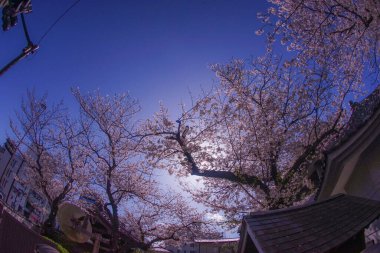 Kiraz ve güzel havadan oluşan Yokohama Hiroshifukutera