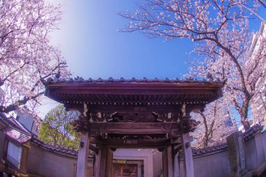 Kiraz ve güzel havadan oluşan Yokohama Hiroshifukutera