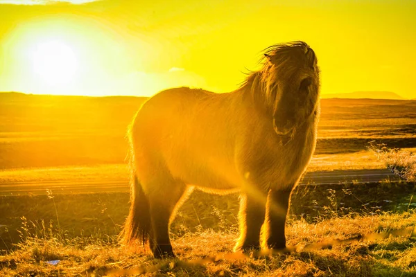 Islandia Manguera Pie Los Pastizales Del Amanecer — Foto de Stock