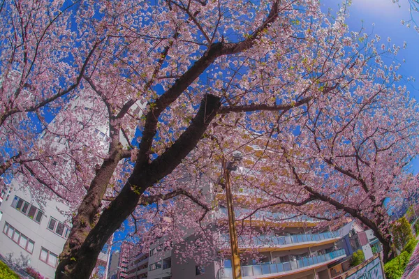 桜と光の麻衣川の満開の屋根 — ストック写真