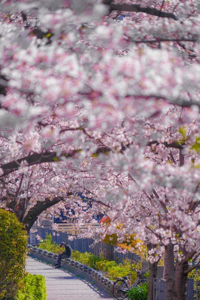桜と光の麻衣川の満開の屋根 — ストック写真