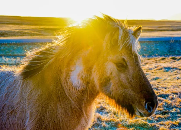 Islande Tuyau Debout Dans Les Prairies Lever Soleil — Photo