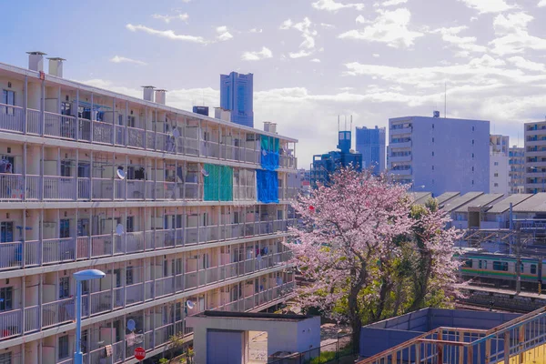 Sakura Och Hustaken Full Blom Ljus Hampa Plagg River — Stockfoto