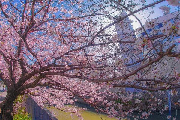 Sakura Tetti Piena Fioritura Luce Canapa Indumento Fiume — Foto Stock