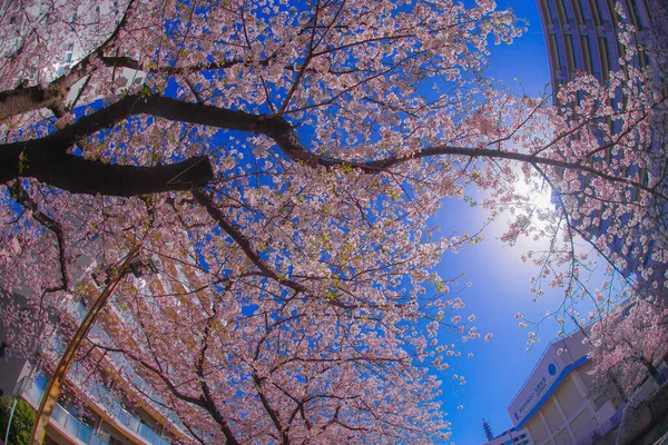 Sakura Daken Van Volledige Bloei Van Lichte Hennep Kledingstuk River — Stockfoto