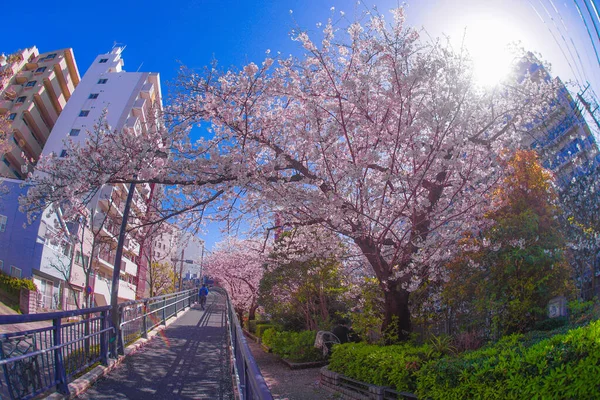 Sakura Los Tejados Plena Floración Luz Prenda Cáñamo Río —  Fotos de Stock