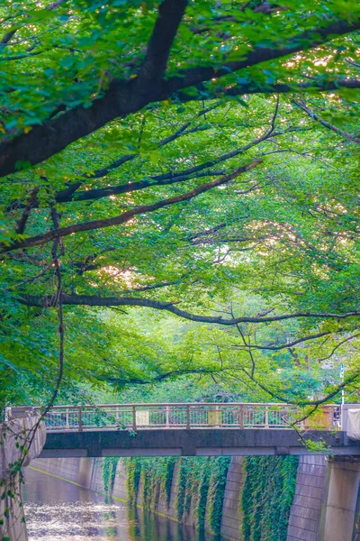 Verde Fresco Del Río Meguro Tokio —  Fotos de Stock