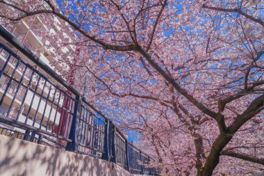 Sakura ve açık renkli kenevir nehrinin çatıları.