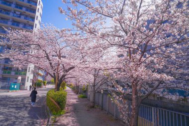 Sakura ve açık renkli kenevir nehrinin çatıları.