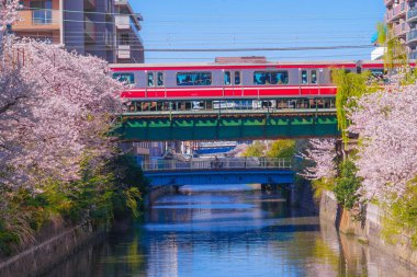 Açık kenevir giysi nehrinde kiraz ağacı ve Keihin Elektrik Demiryolu