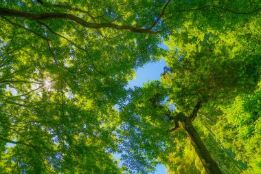 Taze yeşil ve mavi gökyüzü