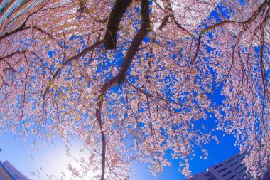 Sakura ve açık renkli kenevir nehrinin çatıları.