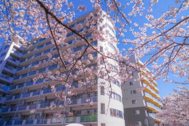 Sakura ve açık renkli kenevir nehrinin çatıları.