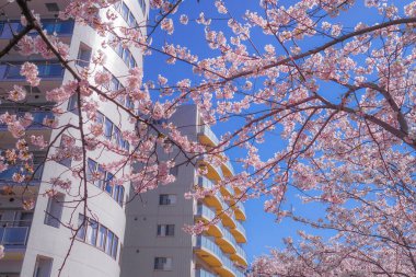 Sakura ve açık renkli kenevir nehrinin çatıları.