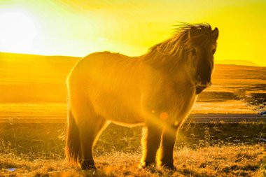 İzlanda Hortumu güneşin doğduğu otlakta duruyor