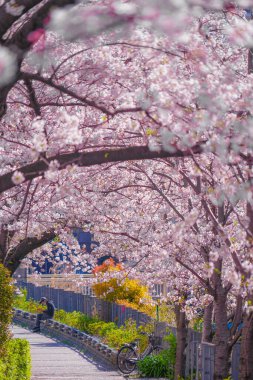Sakura ve açık renkli kenevir nehrinin çatıları.