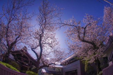 Kiraz ve güzel havadan oluşan Yokohama Hiroshifukutera