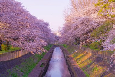 Kirazlı ve akşamlı Zempukuji parkı