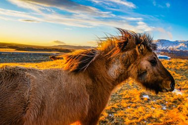 İzlanda Hortumu güneşin doğduğu otlakta duruyor