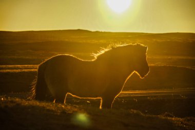 İzlanda Hortumu güneşin doğduğu otlakta duruyor