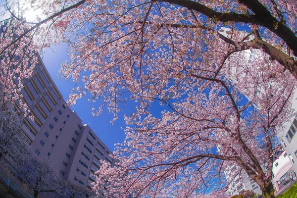 Sakura Tetti Piena Fioritura Luce Canapa Indumento Fiume — Foto Stock
