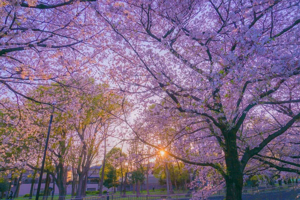 Zempukuji Park Wiśni Wieczoru — Zdjęcie stockowe