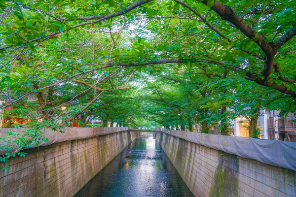 Verde Fresco Del Río Meguro Tokio —  Fotos de Stock